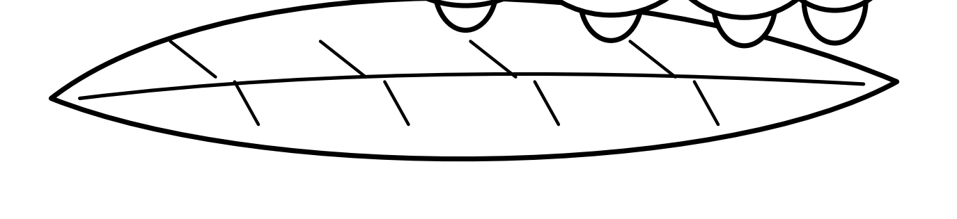 Give the leaf a different kind of mark Broad pointed leaf with a central line and side veins