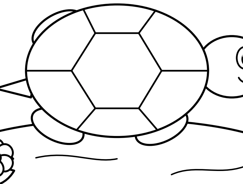Turtle shell split into polygonal compartments